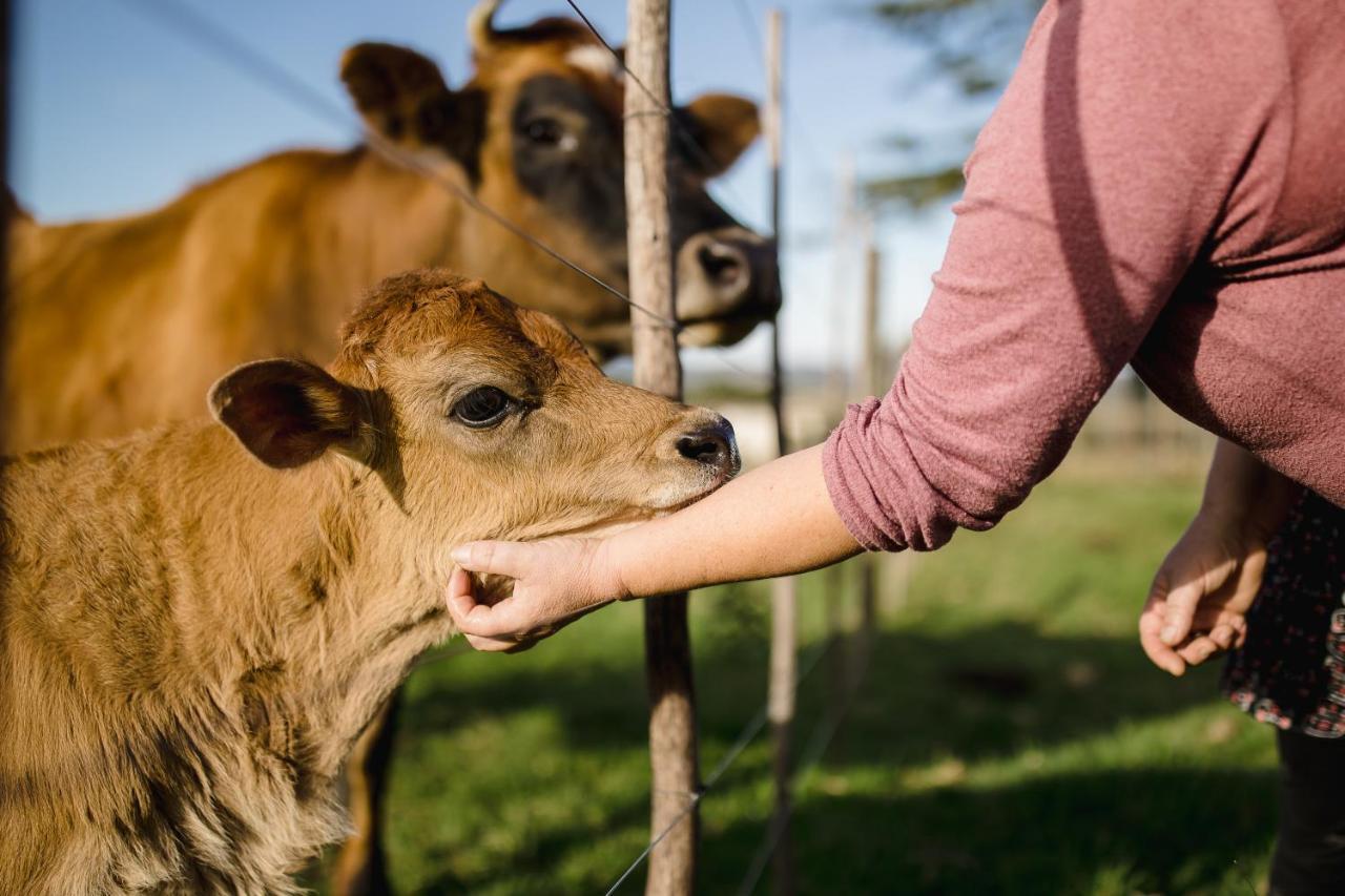 Fernhill Guest Farm Villa Knysna Dış mekan fotoğraf