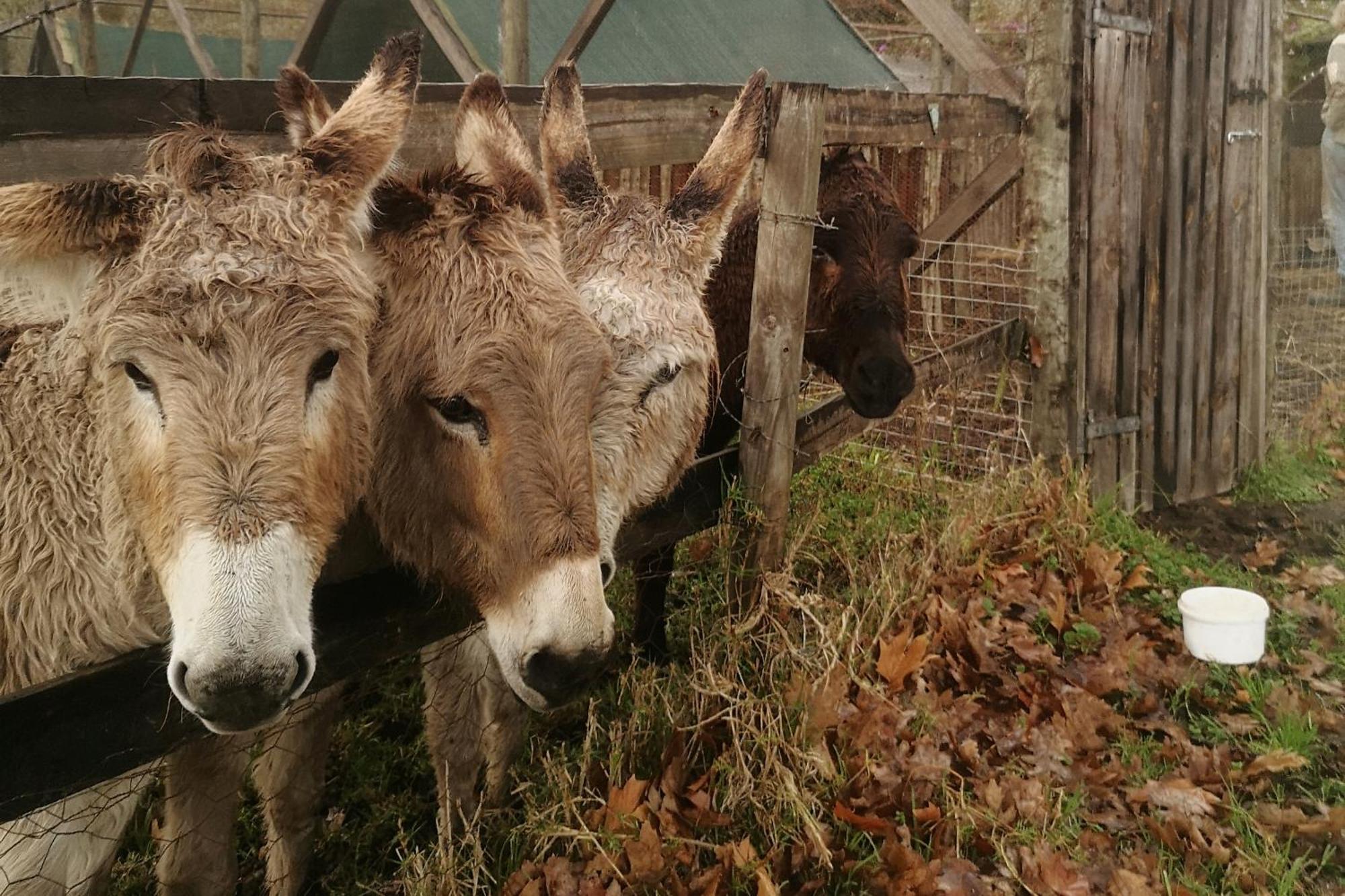 Fernhill Guest Farm Villa Knysna Dış mekan fotoğraf